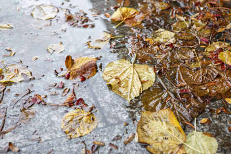 Wet Leaves and Fall Debris