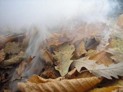 Toxic exposure at work